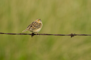 Savannah Sparrow, Passerculus sandwichensis, in wild, in North Dakota.