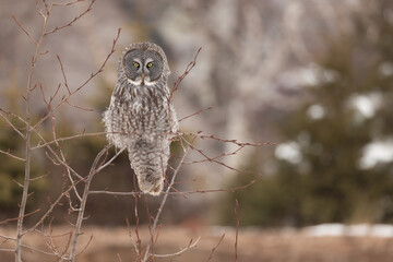 Great grey owl, Strix nebulosa perched in Minnesota.