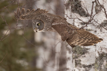 Great grey owl, Strix nebulosa, hunting wild rodents, Minnesota.