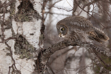 Great grey owl, Strix nebulosa  in Minnesota.