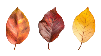 Colorful autumn leaves isolated on transparent background, showing the beautiful transition of fall colors