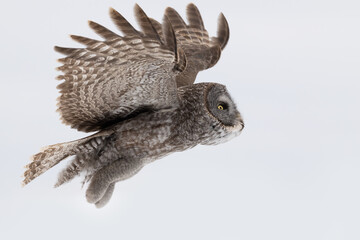 Great grey owl, Strix nebulosa in flight, Minnesota.