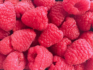 Beautiful pink raspberry close-up, background photo of food