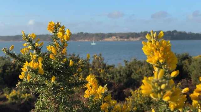 yellow gorse bush flowers framing sea view