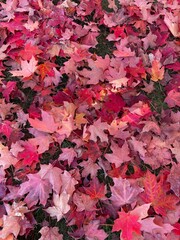Ground Covered in Bright Red Fallen Autumn Leaves.