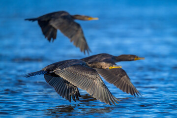 Double-crested Cormorants flying low over blue water
