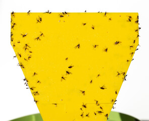 Fungus gnats on yellow sticky trap for insects of indoor plants (midges, soil flies, whiteflies...