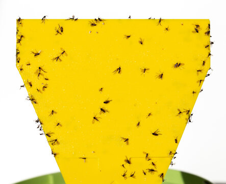 Fungus gnats on yellow sticky trap for insects of indoor plants (midges, soil flies, whiteflies ...) on white bakground. Macro photography.