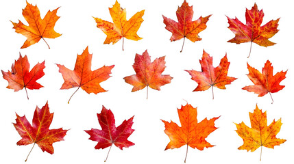 Fototapeta premium Twelve colorful maple leaves falling gently on a transparent background, perfect for autumn-themed designs