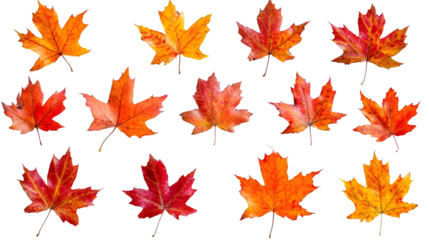 Twelve colorful maple leaves falling gently on a transparent background, perfect for autumn-themed designs