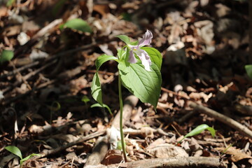 Pink Trillium