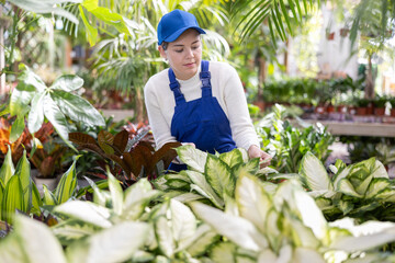 Obraz premium Young female employee of flower supermarket near shelf with Diffenbachia, chooses pot with young plant to send order for customer
