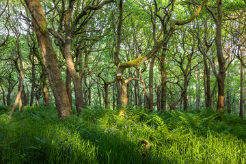 Ancient Oak Woodland at Padley Gorge: Springtime Greenery, Bluebells, and Bird Box Nestled Among Twisting Branches and Ferns, England