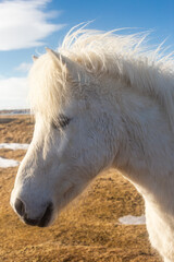 Obraz premium beautiful Icelandic horses with long manes are grazing and eating hay