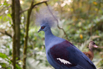 close-up of a beautiful crowned pigeon in the forest