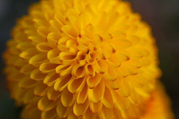 close up of a beautiful yellow chrysanthemum flower in the garden