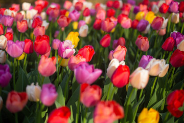 beautiful colorful tulip flowers are growing in the garden