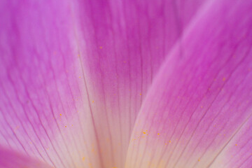 close-up of a beautiful Colchicum flower in the garden