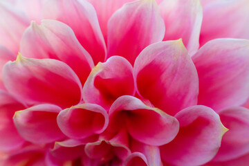close up of a beautiful Dahlias flower in the garden