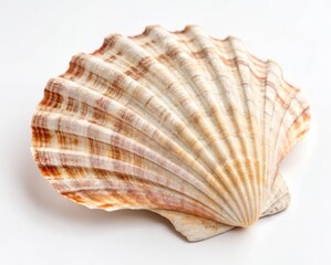 Fototapeta premium seashell on white background