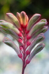 close up of a beautiful Anigozanthos manglesii flower in the garden