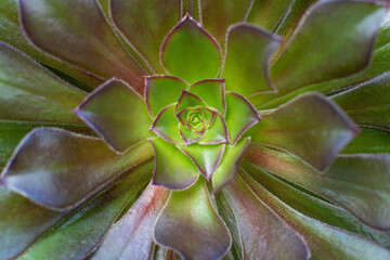 close-up Succulent flower in a pot in a greenhouse