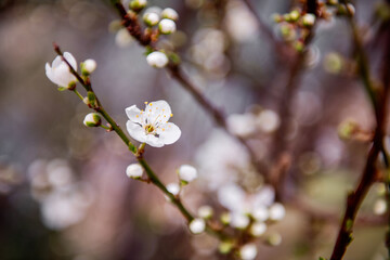 Close-up of delicate white blossoms on a tree branch with a soft-focus background. The flowers signal the arrival of spring and new beginnings.