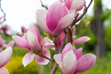 Obraz premium close up of beautiful pink magnolia flowers in the garden