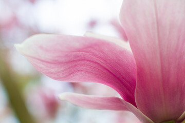 close up of beautiful pink magnolia flowers in the garden