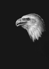Profile Of A Bald Eagle (Haliaeetus Leucocephalus)