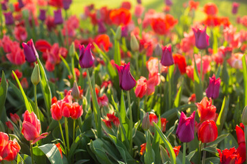 beautiful colorful tulip flowers are growing in the garden