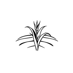 Stylized Black and White Drawing of Wheat Plant on White Background