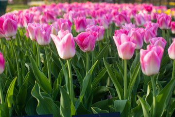 beautiful colorful tulip flowers are growing in the garden