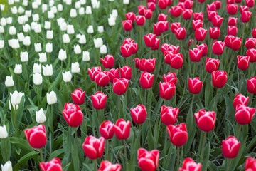 beautiful colorful tulip flowers are growing in the garden