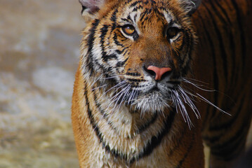 a beautiful big tiger is playing in a pool of water in a zoo