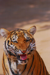 a beautiful big tiger is resting and walking around the zoo