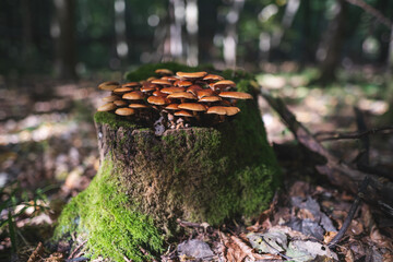 inedible mushrooms grow from a tree stump in the forest