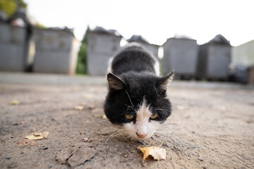 homeless dirty hungry cat looking for food near garbage cans