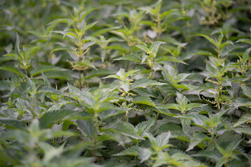 beautiful green nettle plant in sunlight outdoors