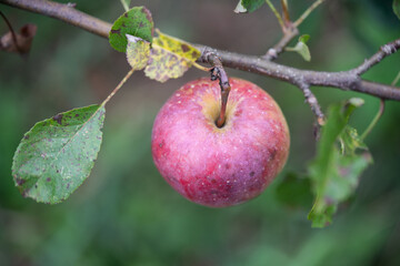 many ripe red apples on a tree branch