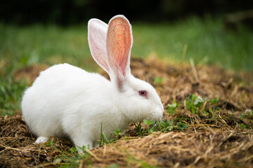 a beautiful white domestic rabbit is grazing and walking outdoors