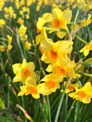Obraz premium NARCISSUS. FLORES AMARILLAS Y LARGAS HOJAS VERDES.