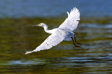 A Snowy Egret with wide open wings taking off from a lake in afternoon light. Close up view.