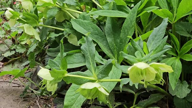 Green hellebore Helleborus viridis, green flowers in the wind.
