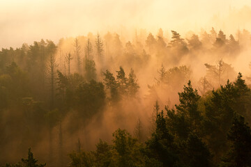 Obraz premium Goldener Nebel in Wald zum Sonnenaufgang in der Sächsischen Schweiz Nationalpark in Sachsen Deutschland