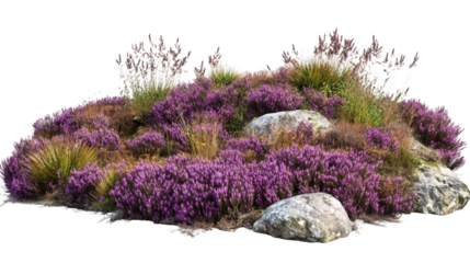 Purple heather blossoming amid rocky terrain, scattered ornamental grasses, transparent backdrop for precise image editing