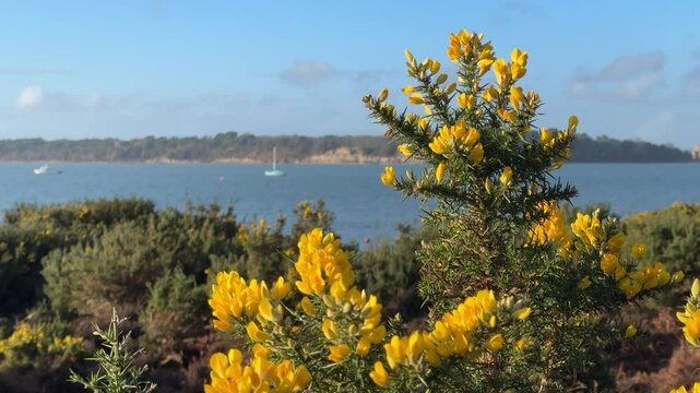 yellow gorse flowers on the shore of a lake