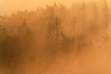 Fototapeta premium Goldener Nebel in Wald zum Sonnenaufgang in der Sächsischen Schweiz Nationalpark in Sachsen Deutschland