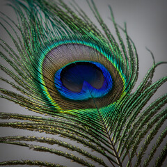 Obraz premium Peacock feather 