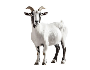 Obraz premium goat png, goat standing, goat isolated on white transparent background
